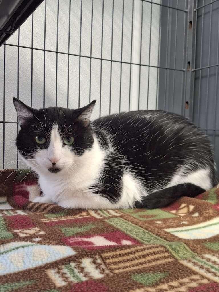 NORMAN, ADOPTABLE, Adult Male Domestic Short Hair.