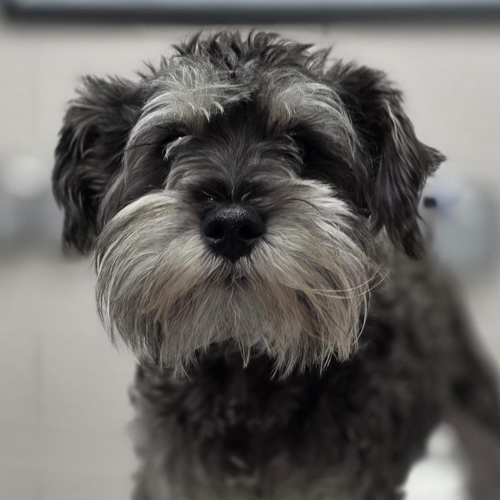 Yogi Bear, Adoptable, Young Male Miniature Schnauzer.