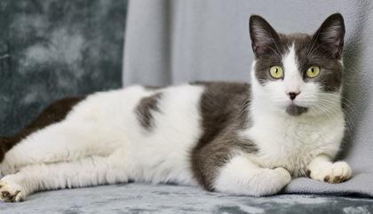 Wish - Available In Foster, a Adoptable Domestic Short Hair in Madison, NJ image 1/3