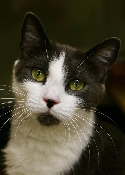 Wish - Available In Foster, a Adoptable Domestic Short Hair in Madison, NJ image 2/3