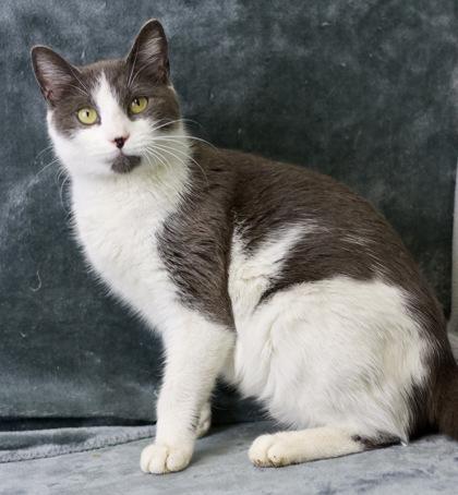 Wish - Available In Foster, a Adoptable Domestic Short Hair in Madison, NJ image 3/3