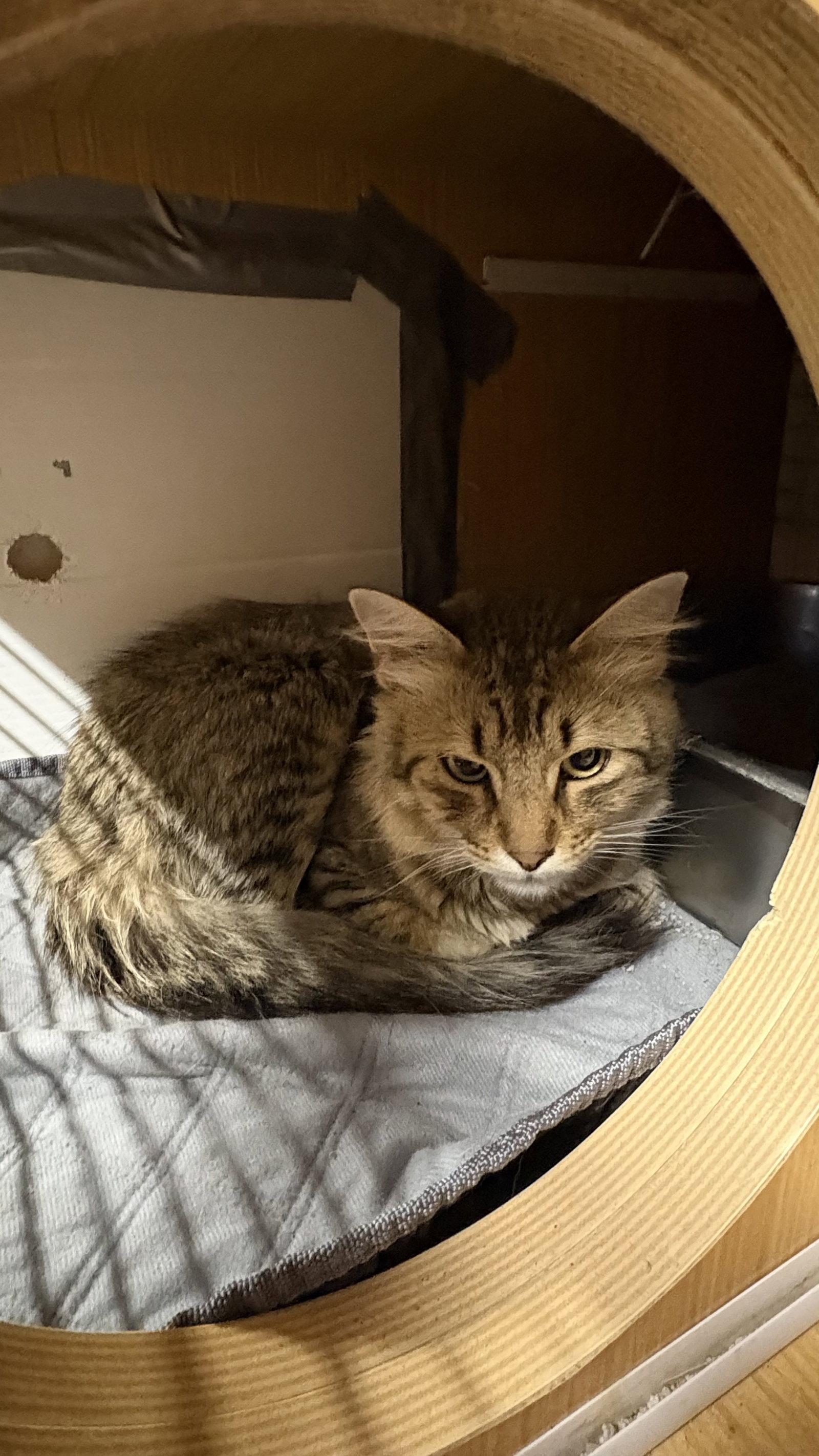 Enlarge Montana, a Adoptable Domestic Medium Hair in White Bluff, TN image 1/1