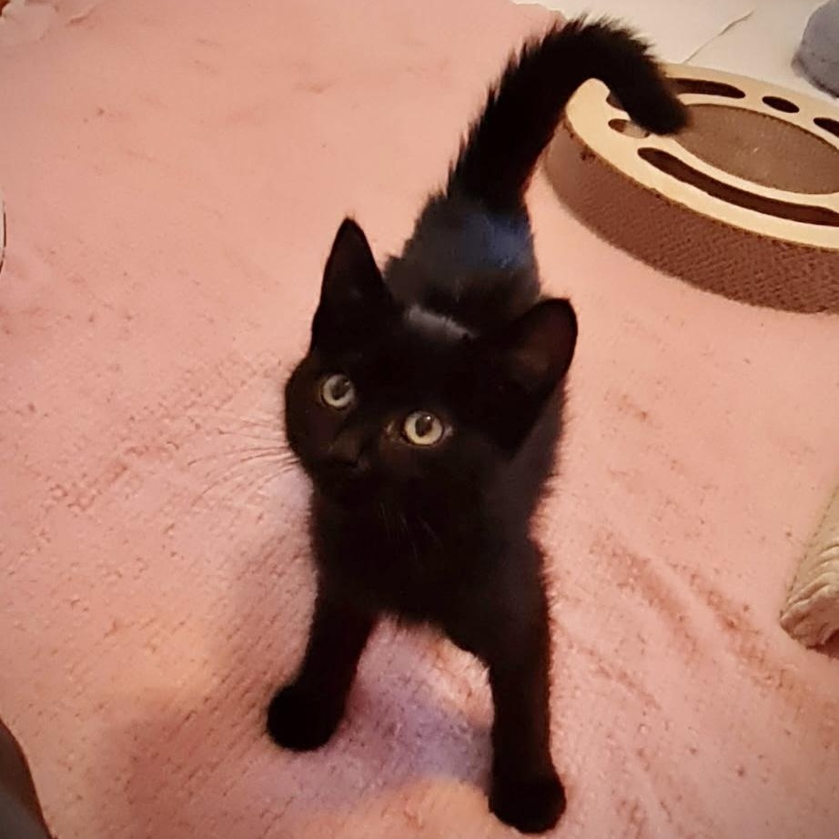 Nugget, a ADOPTABLE American Shorthair in West newton, PA image 2/2