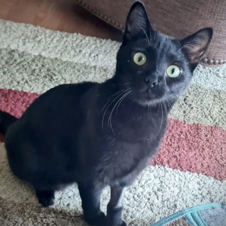 Nugget, ADOPTABLE, Young Female American Shorthair.