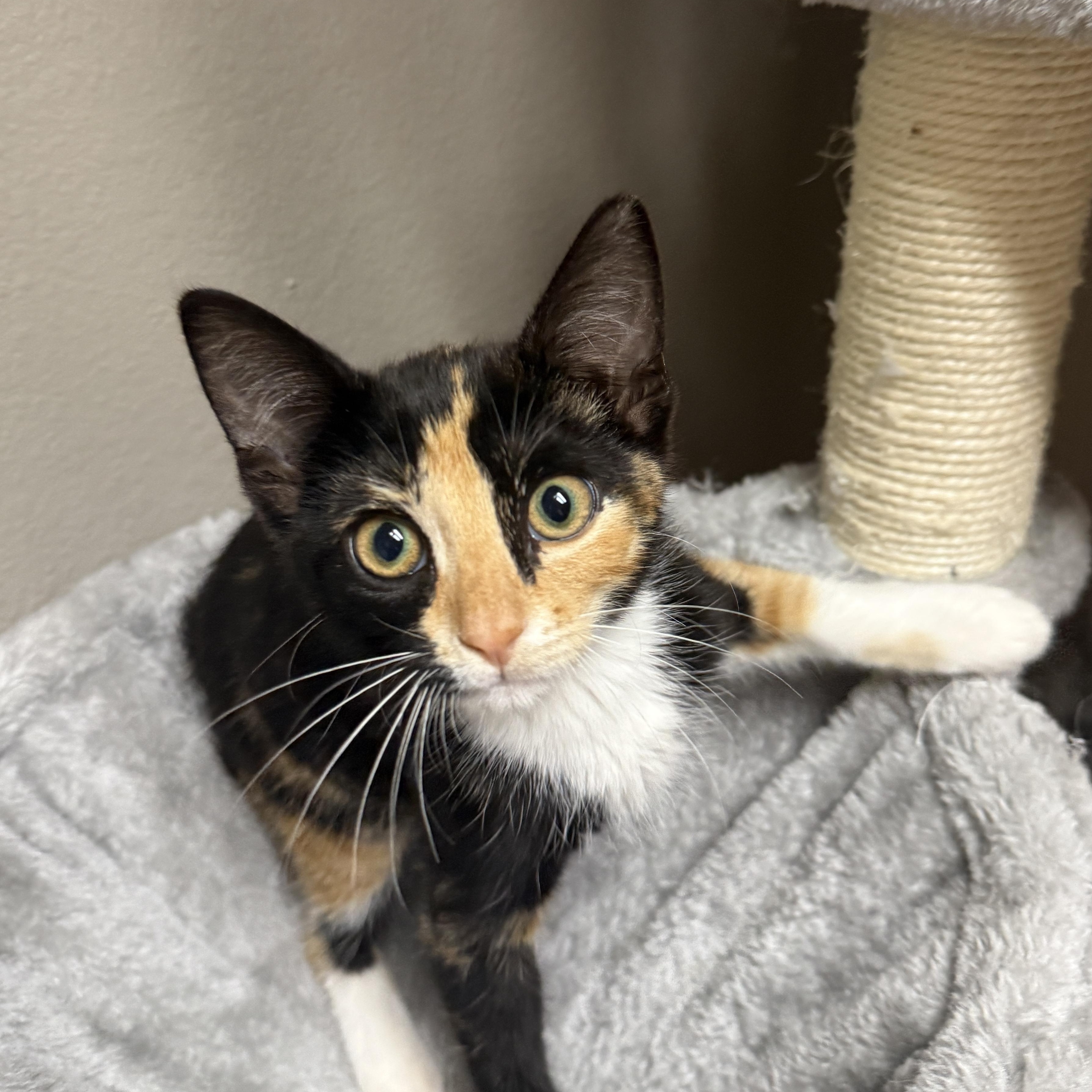 7 Grain, adopted, Kitten Female Domestic Short Hair.
