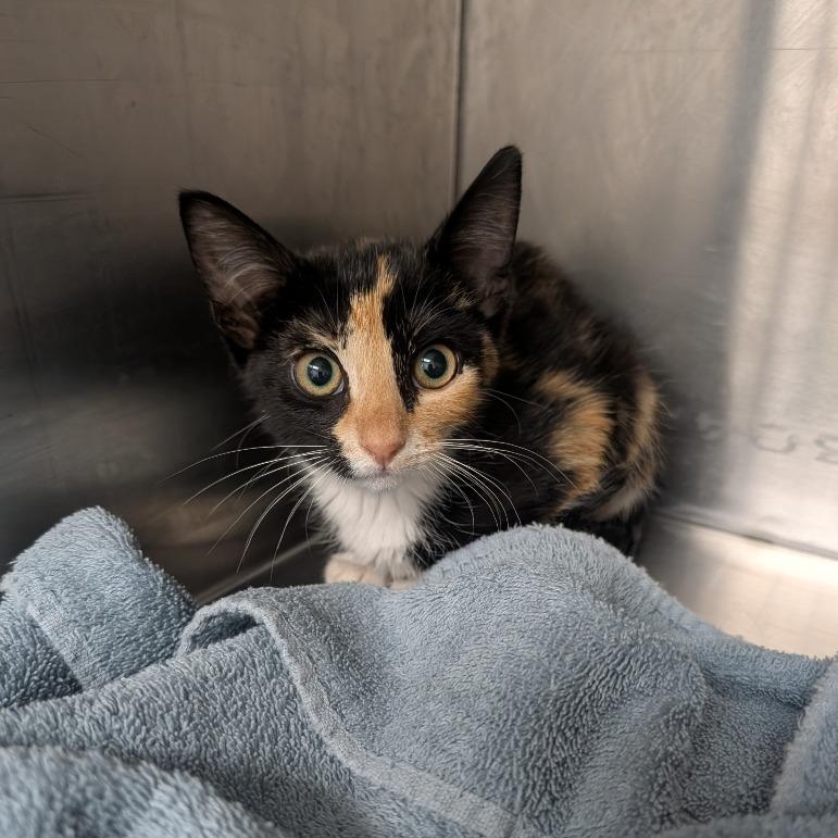 7 Grain, an adopted Domestic Short Hair in Oconto, WI image 2/2