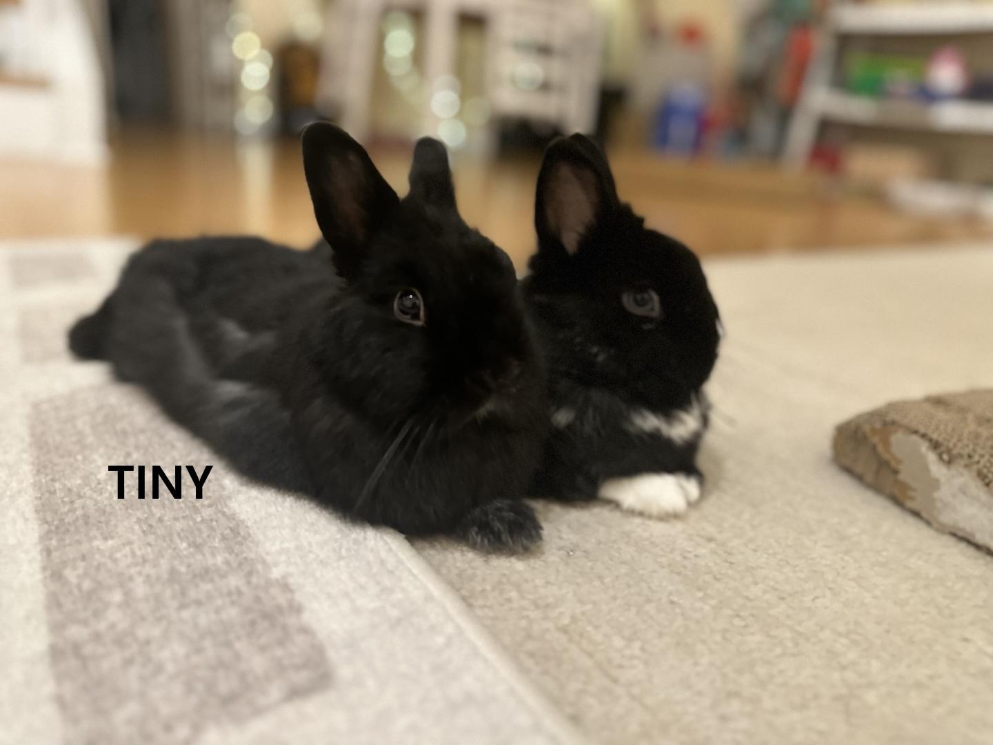 Tiny (Buster) photo 4