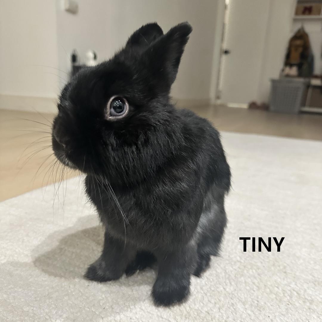 Tiny (Buster) photo 1