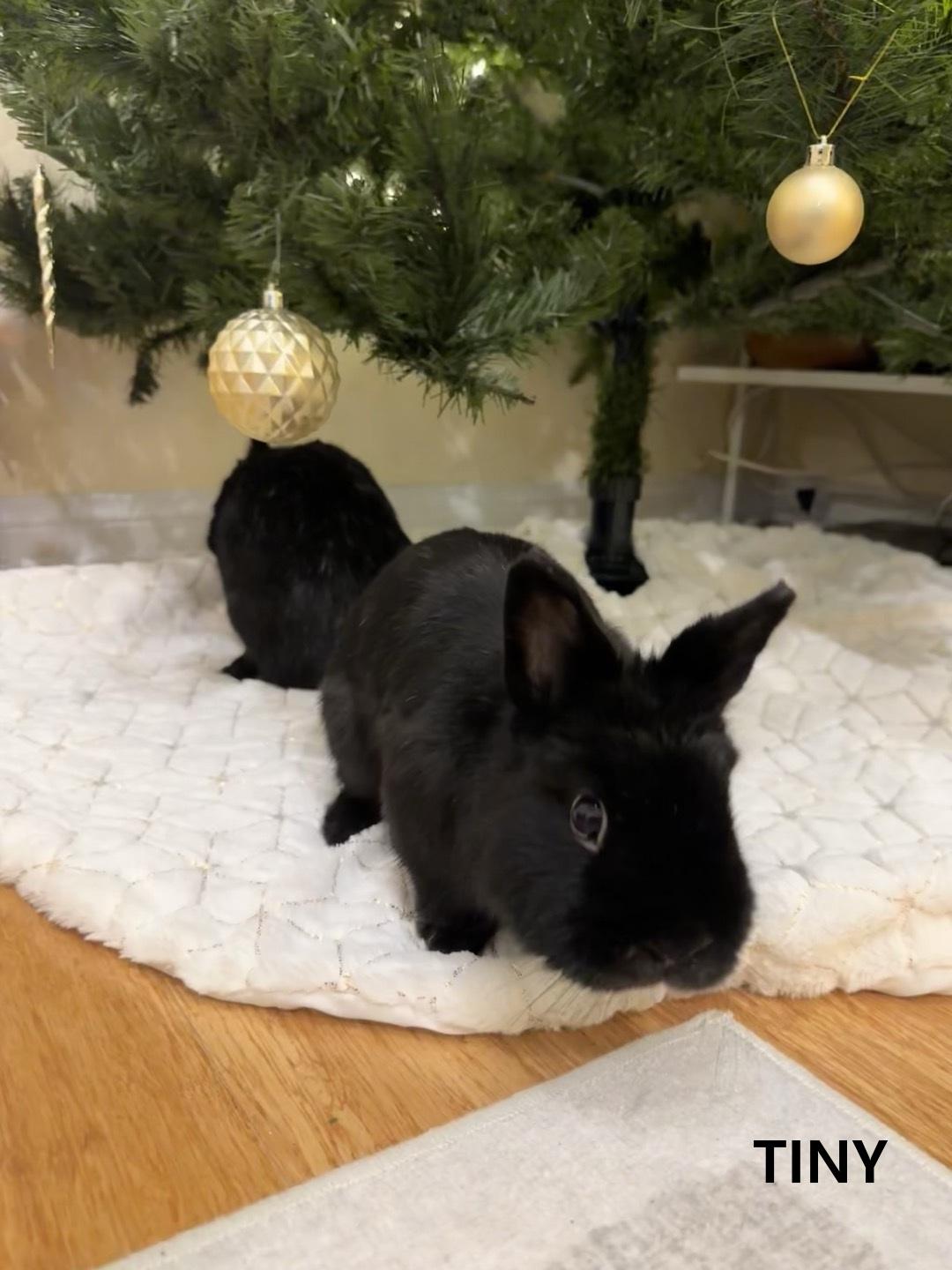 Tiny (Buster) photo 6