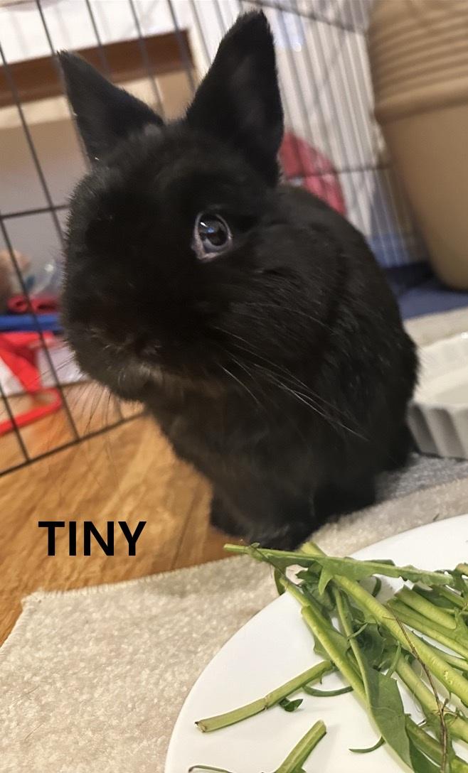 Tiny (Buster) photo 2
