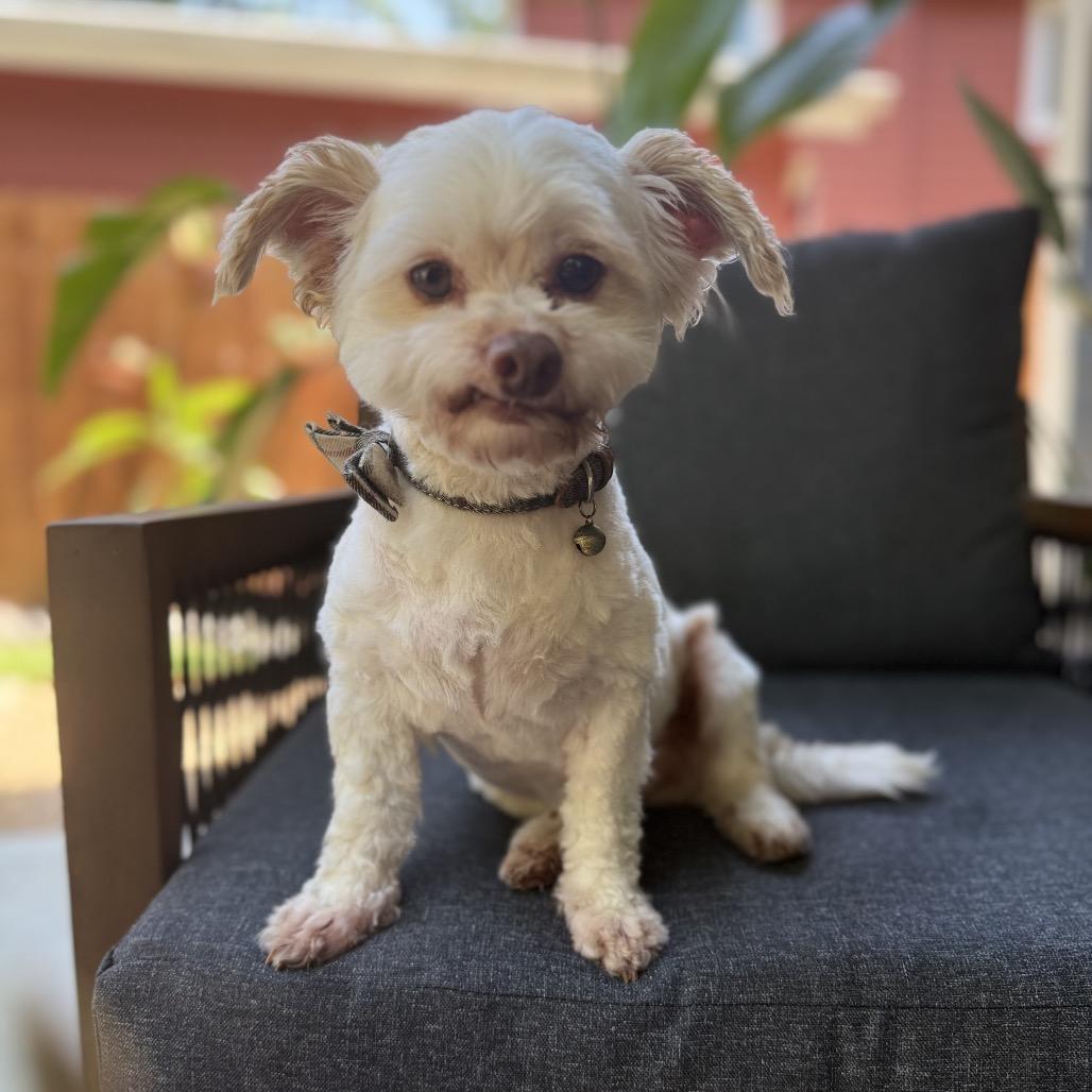 Enlarge Mr. Bubbles, a Adoptable Maltese in Conroe, TX image 1/6