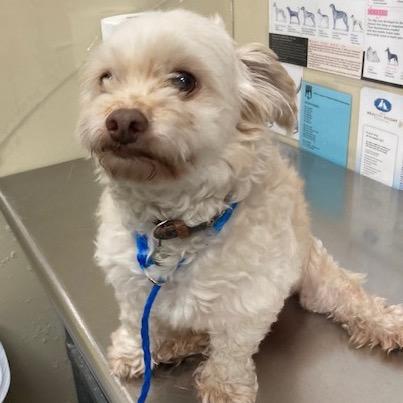 Enlarge Mr. Bubbles, a Adoptable Maltese in Conroe, TX image 2/6