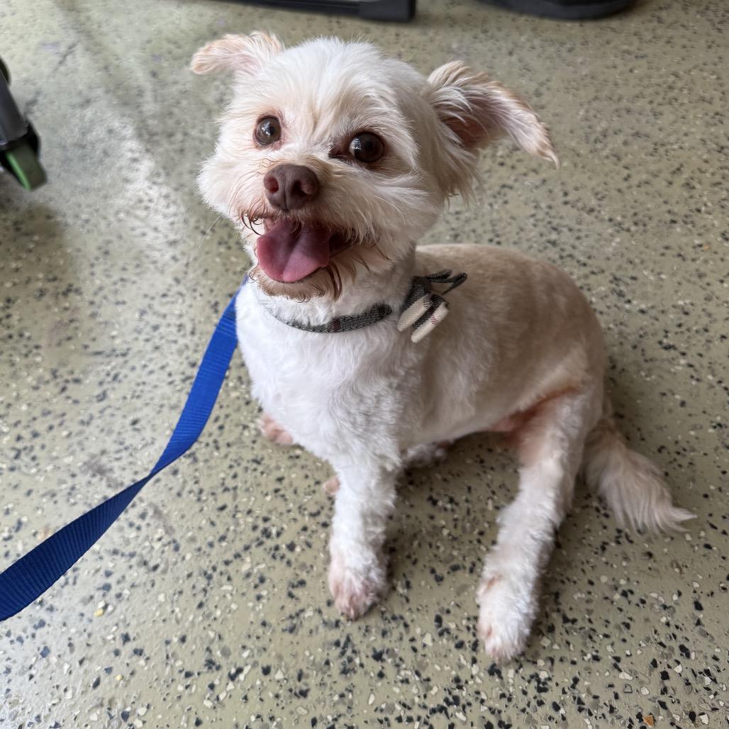 Enlarge Mr. Bubbles, a Adoptable Maltese in Conroe, TX image 3/6