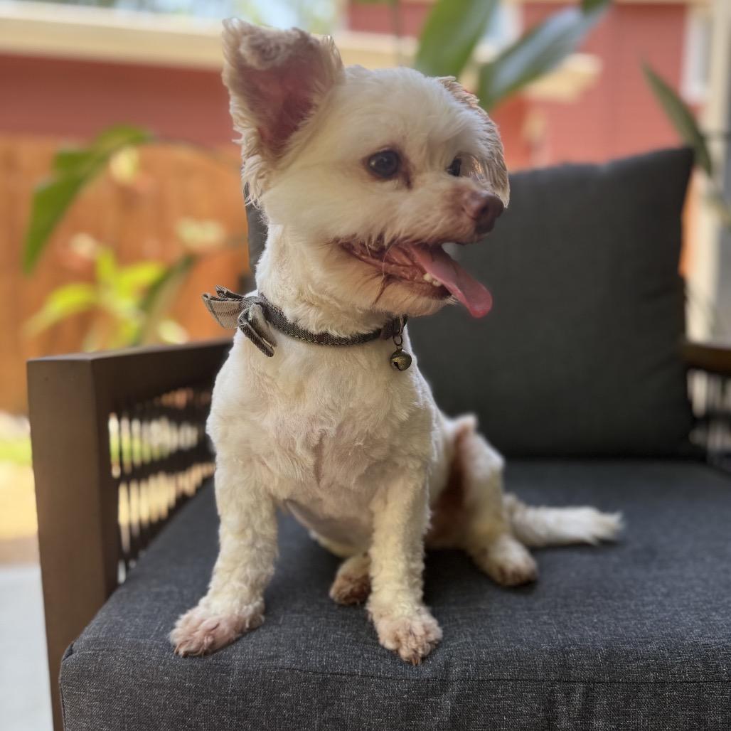 Enlarge Mr. Bubbles, a Adoptable Maltese in Conroe, TX image 4/6