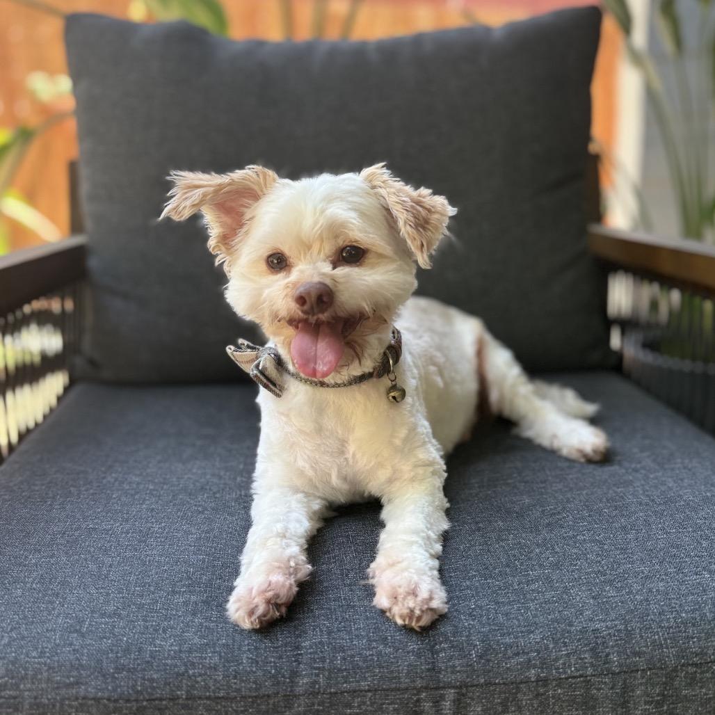 Enlarge Mr. Bubbles, a Adoptable Maltese in Conroe, TX image 5/6