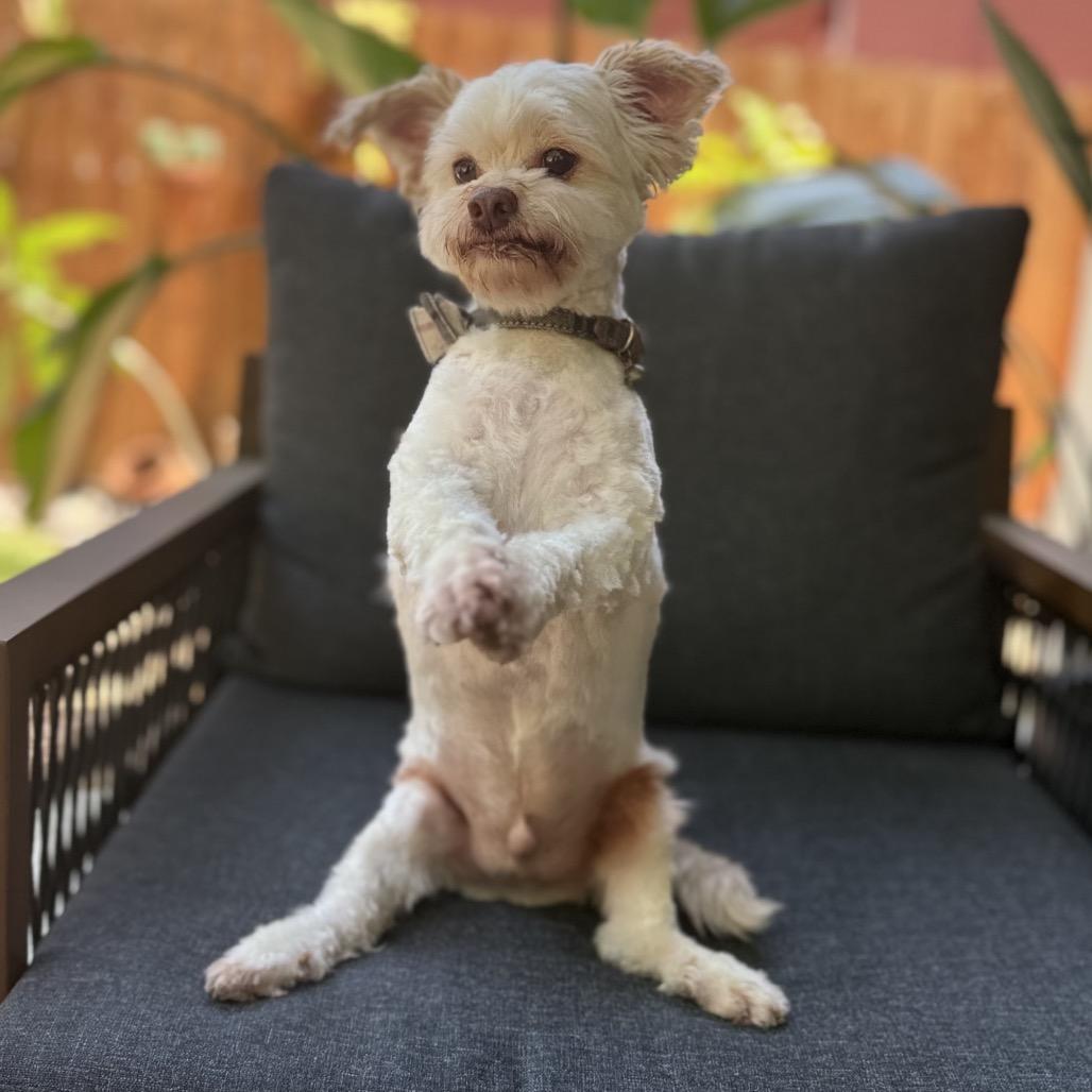 Enlarge Mr. Bubbles, a Adoptable Maltese in Conroe, TX image 6/6