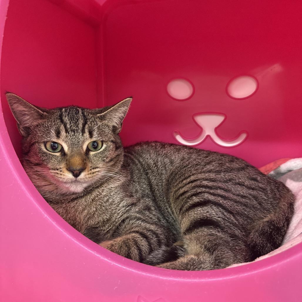 Enlarge Shuri, a Adoptable Domestic Short Hair in Clearwater, FL image 1/1