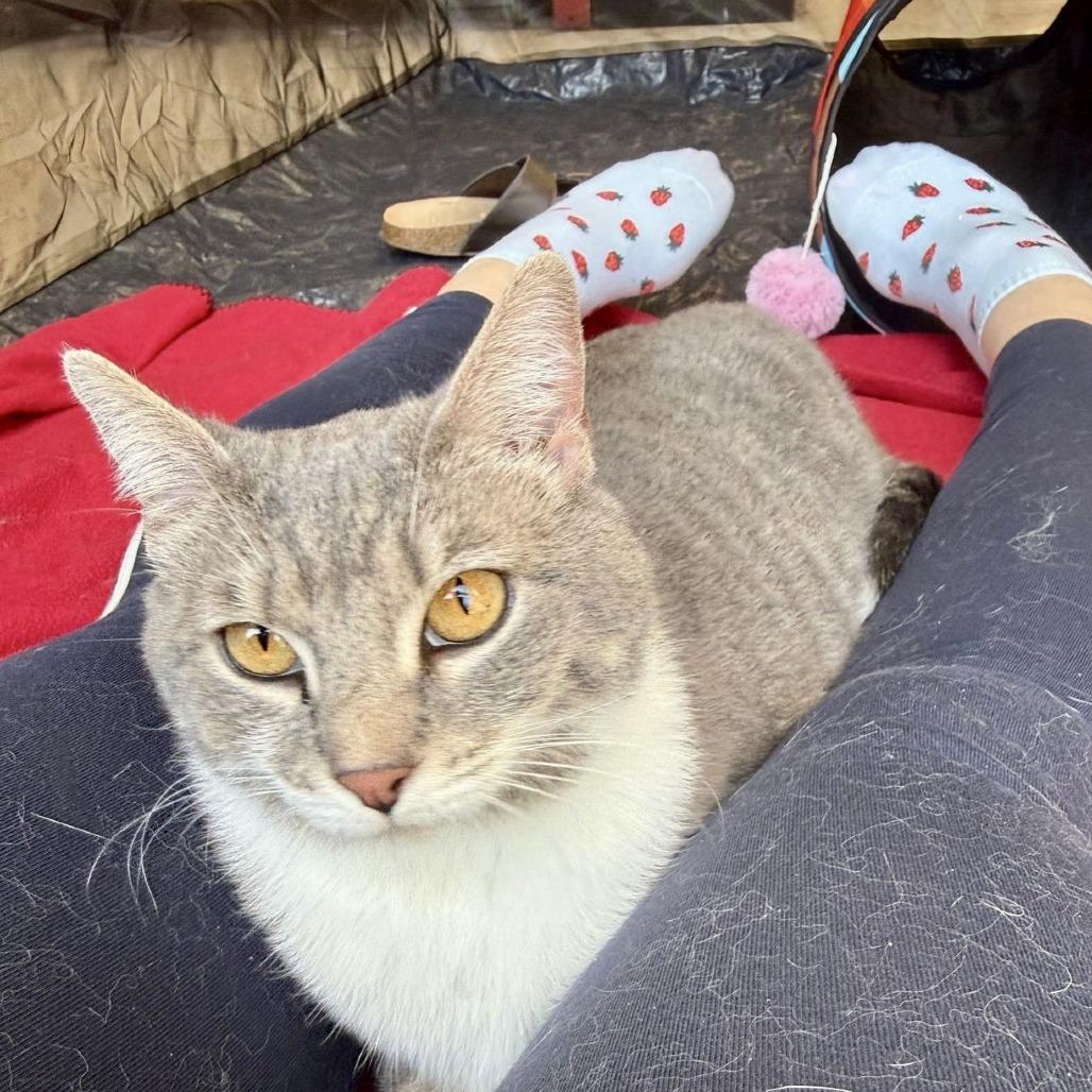 Hillary, Adoptable, Adult Female Domestic Short Hair.