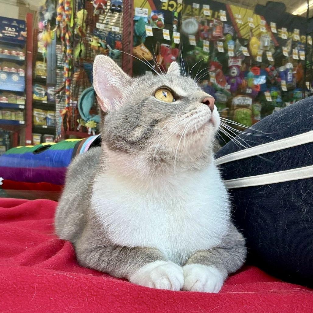 Hillary, a Adoptable Domestic Short Hair in Marietta, GA image 2/6