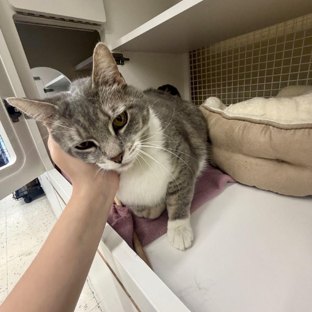 Hillary, a Adoptable Domestic Short Hair in Marietta, GA image 3/6