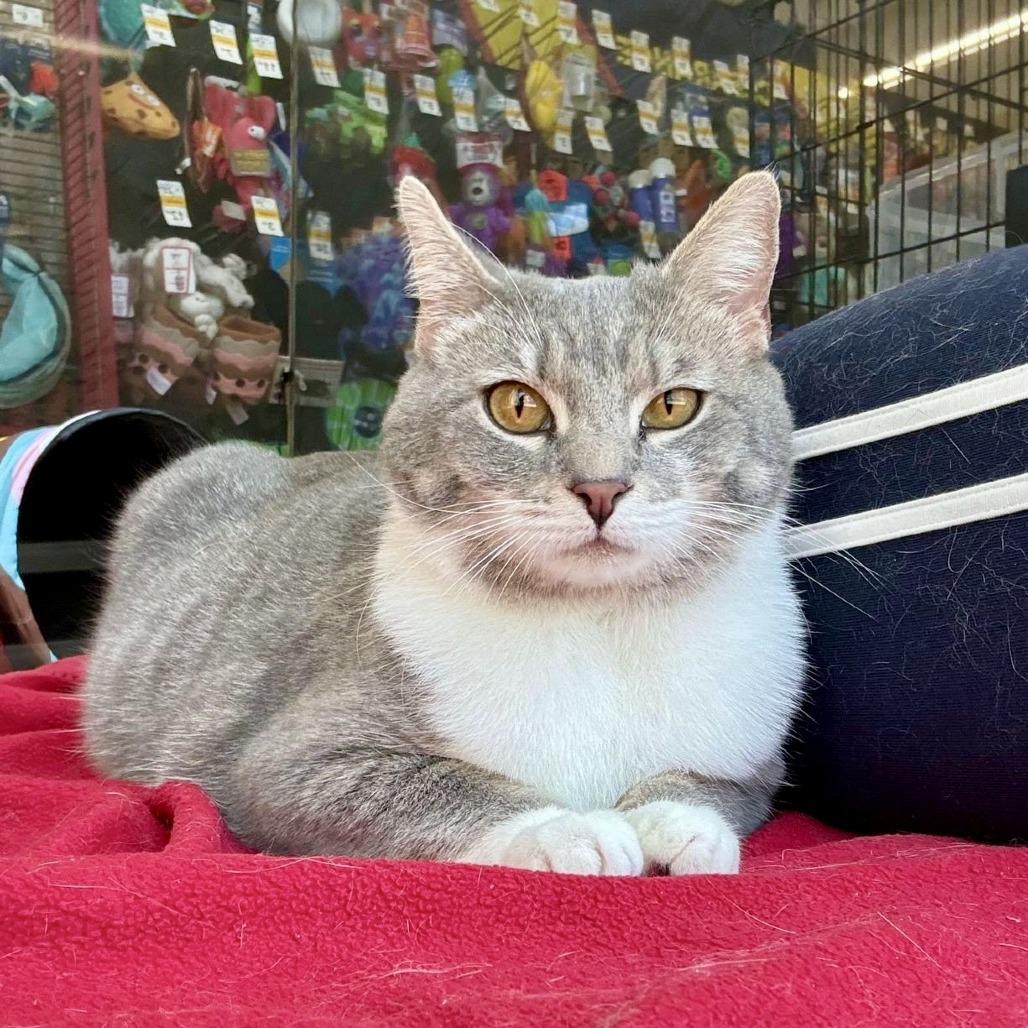 Hillary, a Adoptable Domestic Short Hair in Marietta, GA image 4/6