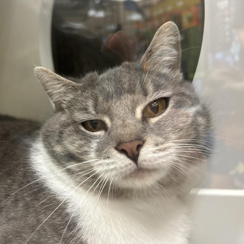 Enlarge Hillary, a Adoptable Domestic Short Hair in Atlanta, GA image 1/1