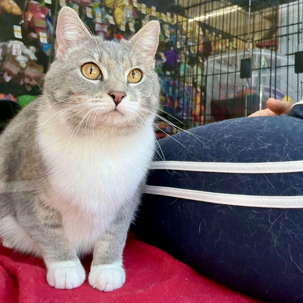 Hillary, a Adoptable Domestic Short Hair in Marietta, GA image 6/6