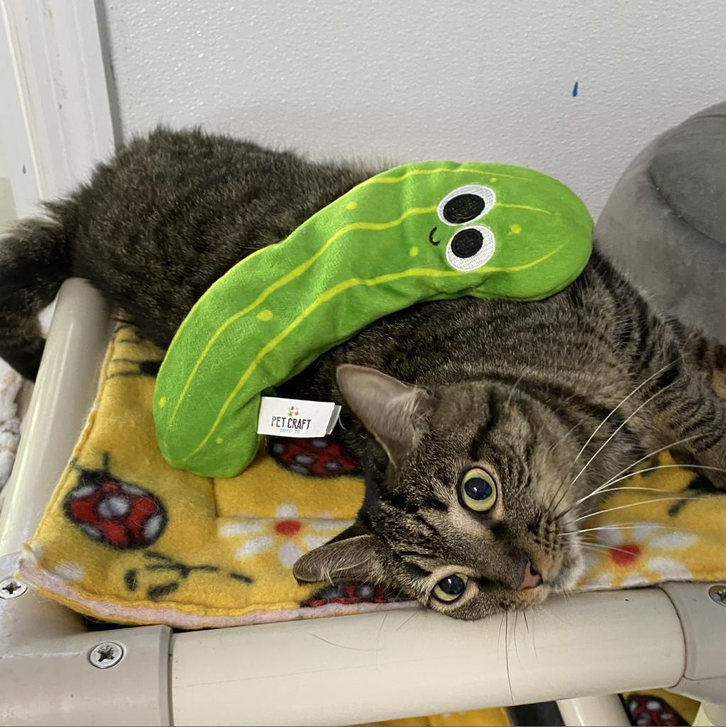 Enlarge Sophie, a Adoptable Domestic Medium Hair in Sarasota, FL image 1/6