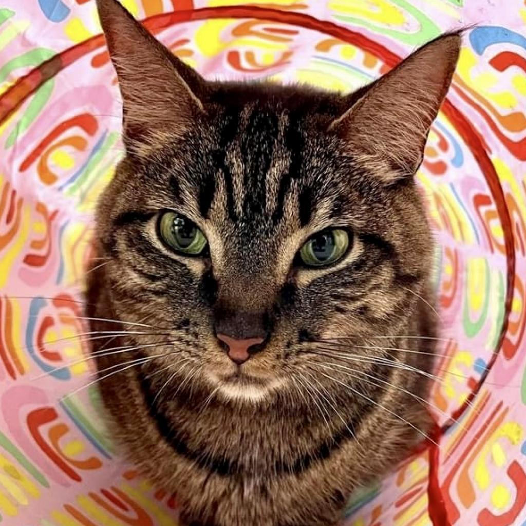 Enlarge Sophie, a Adoptable Domestic Medium Hair in Sarasota, FL image 2/6