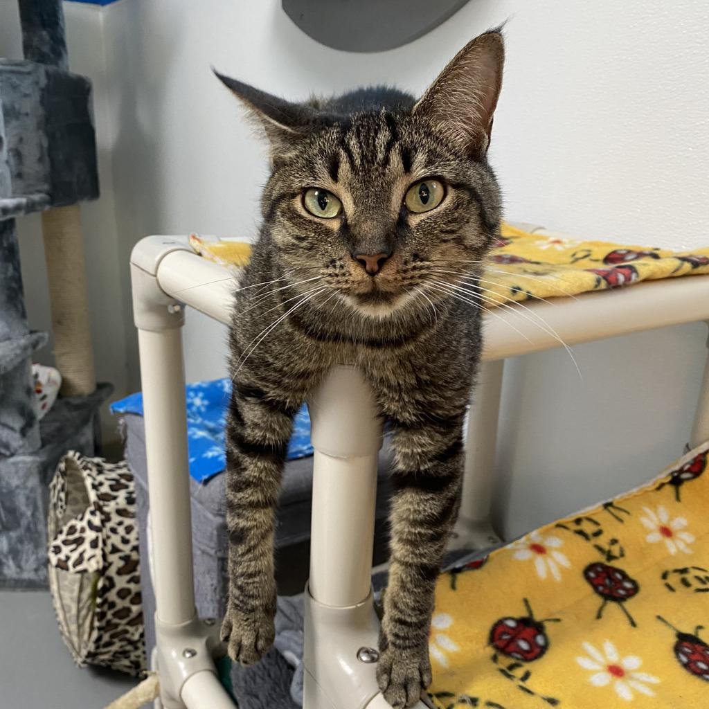 Enlarge Sophie, a Adoptable Domestic Medium Hair in Sarasota, FL image 3/6