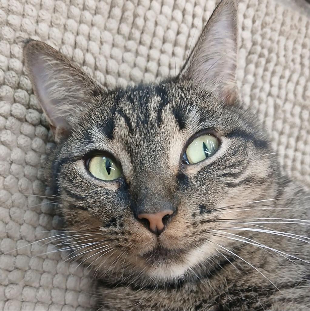 Enlarge Sophie, a Adoptable Domestic Medium Hair in Sarasota, FL image 5/6