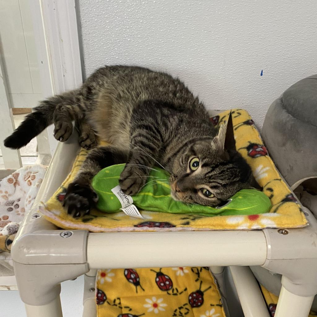 Enlarge Sophie, a Adoptable Domestic Medium Hair in Sarasota, FL image 6/6