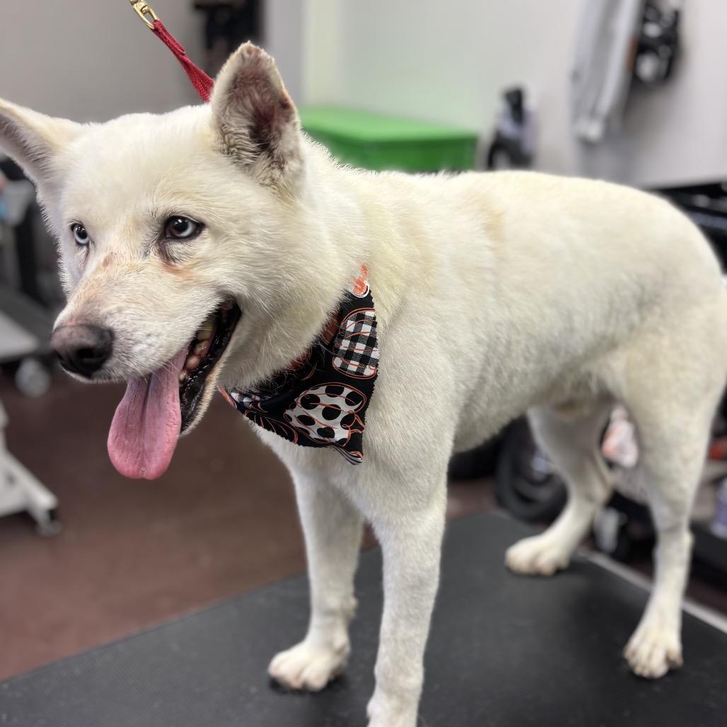 Enlarge Hoff, a Adoptable Husky in Idaho Falls, ID image 1/6