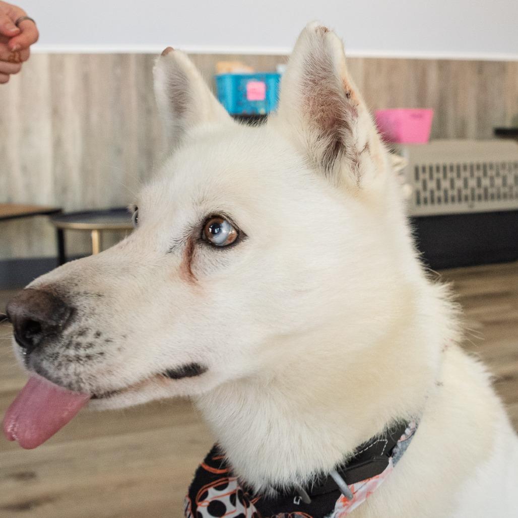 Enlarge Hoff, a Adoptable Husky in Idaho Falls, ID image 2/6