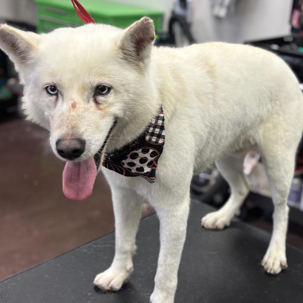 Enlarge Hoff, a Adoptable Husky in Idaho Falls, ID image 3/6