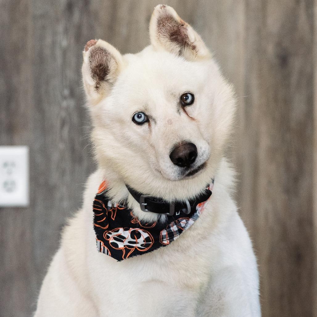 Enlarge Hoff, a Adoptable Husky in Idaho Falls, ID image 4/6