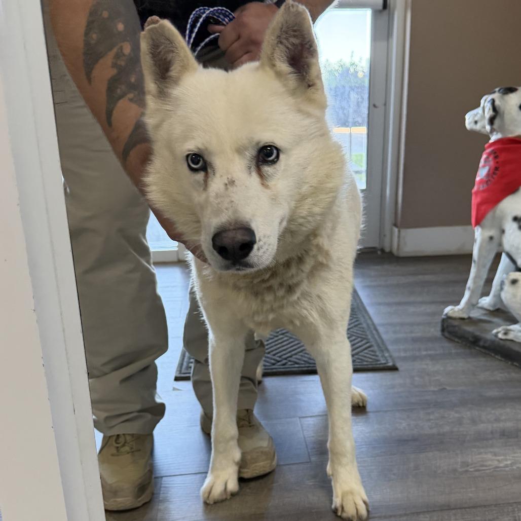Enlarge Hoff, a Adoptable Husky in Idaho Falls, ID image 5/6