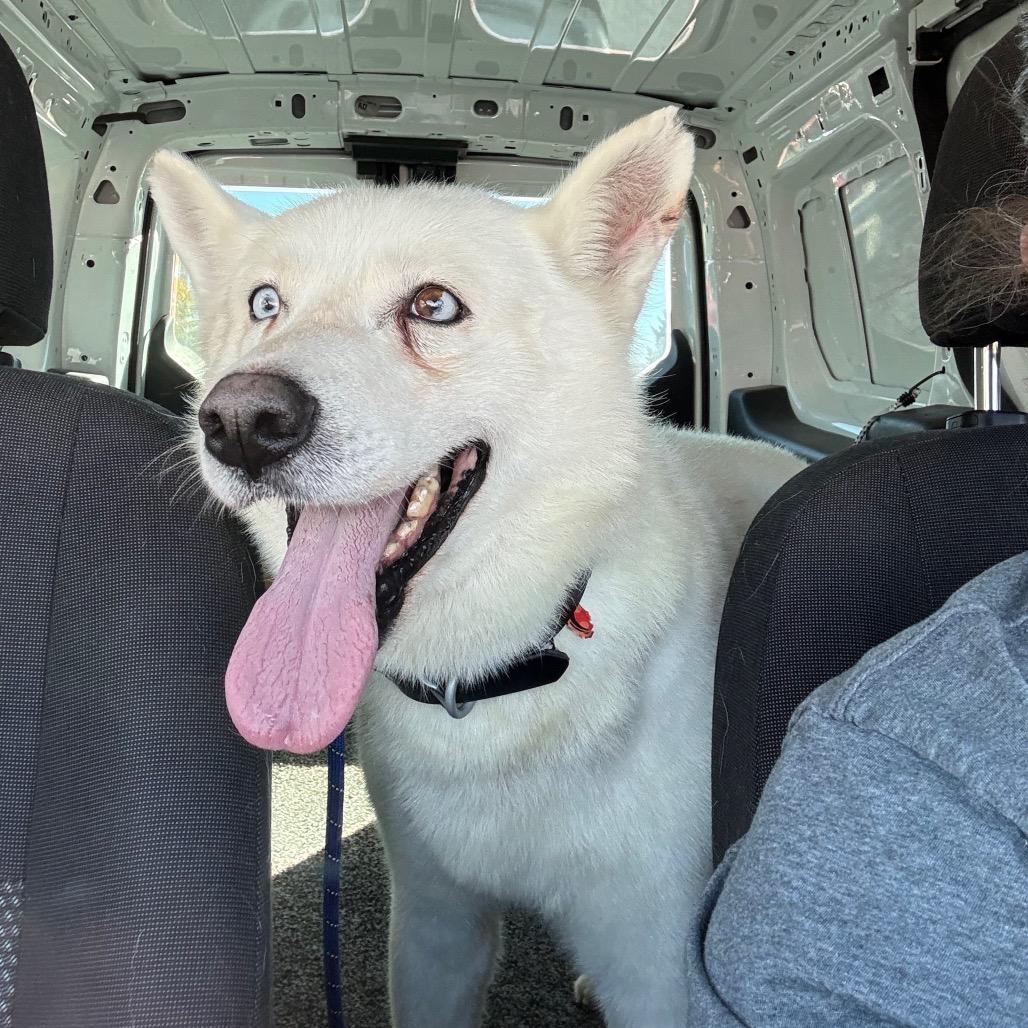 Enlarge Hoff, a Adoptable Husky in Idaho Falls, ID image 6/6