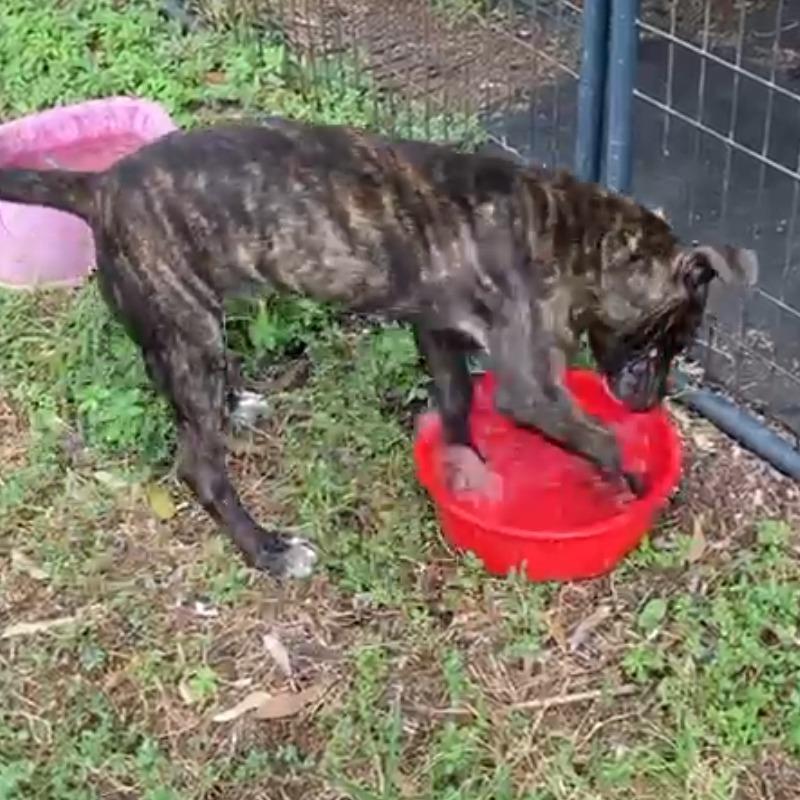 Cruiser, Adoptable, Young Male Pit Bull Terrier.