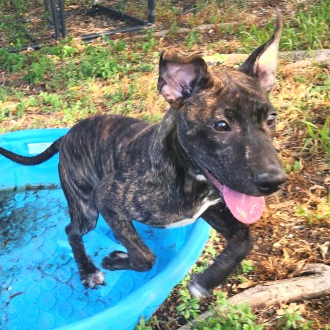 Cruiser, a Adoptable Pit Bull Terrier in Volcano, HI image 2/4