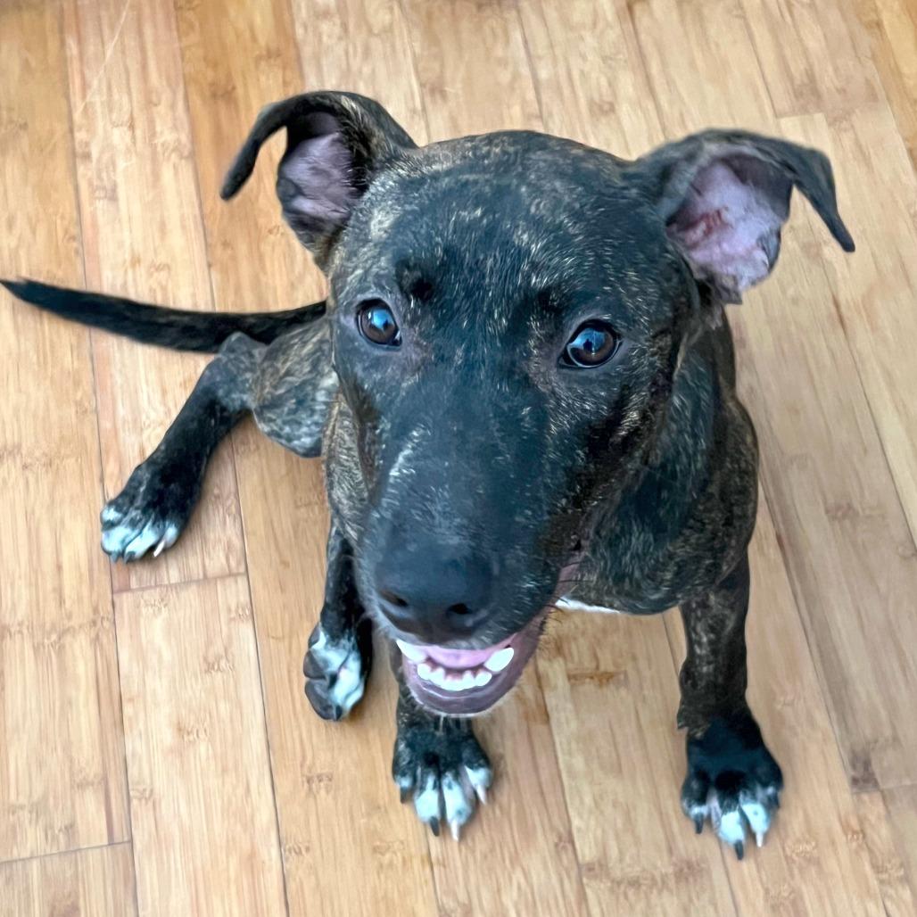 Cruiser, a Adoptable Pit Bull Terrier in Volcano, HI image 3/4