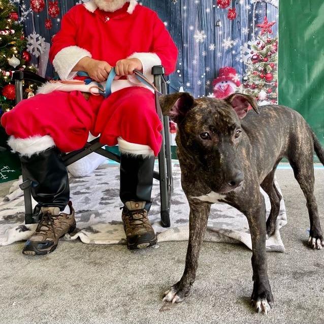 Cruiser, Adoptable, Young Male Pit Bull Terrier.