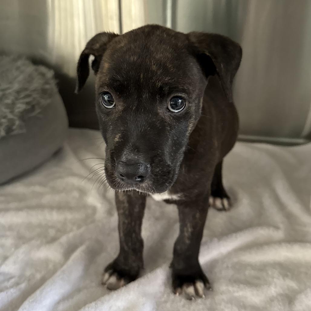 Cruiser, a Adoptable Pit Bull Terrier in Volcano, HI image 4/4