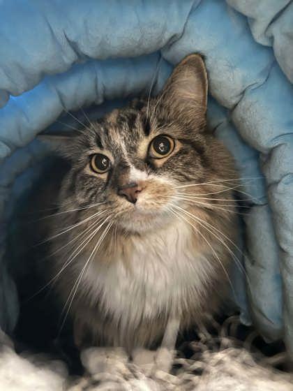 Fluffer, Adoptable, Adult Female Domestic Long Hair & Domestic Short Hair.