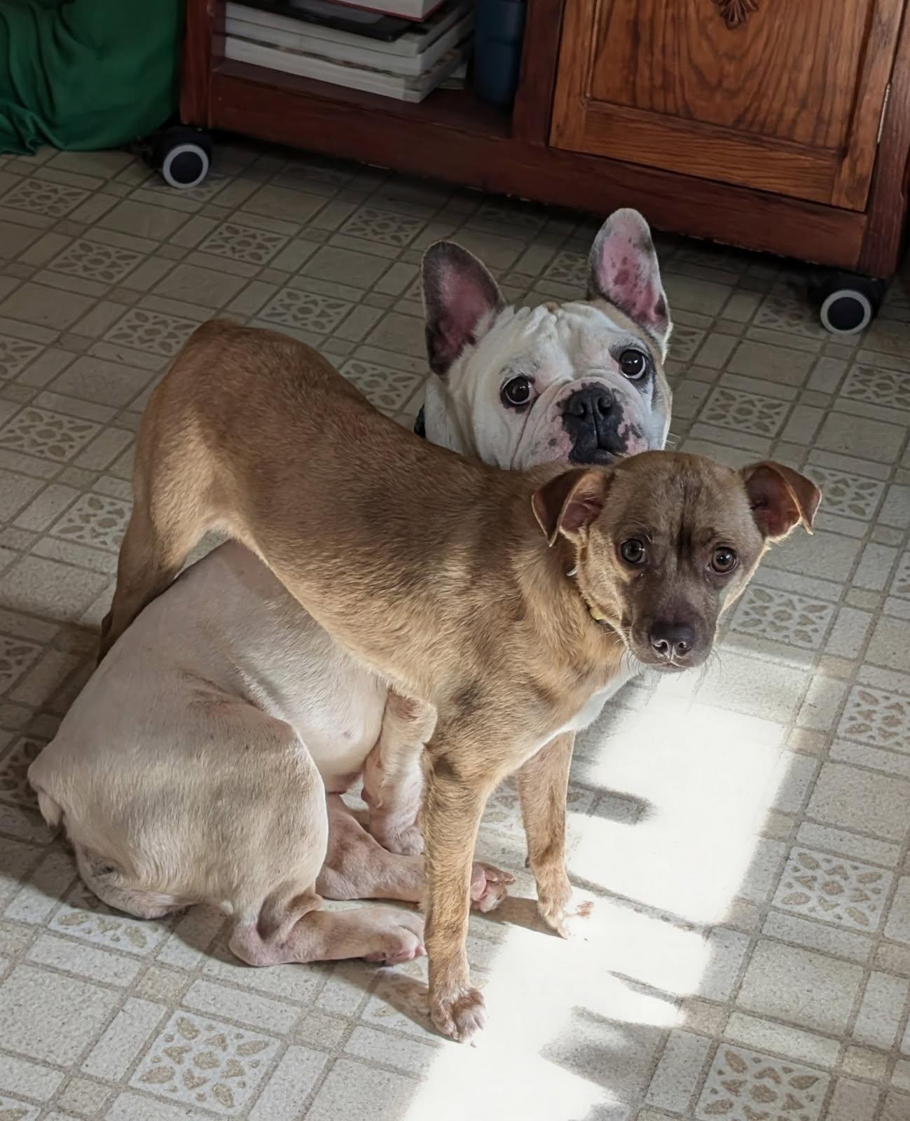 Enlarge Mr Brown, a Adoptable mixed breed in Baton Rouge, LA image 3/6