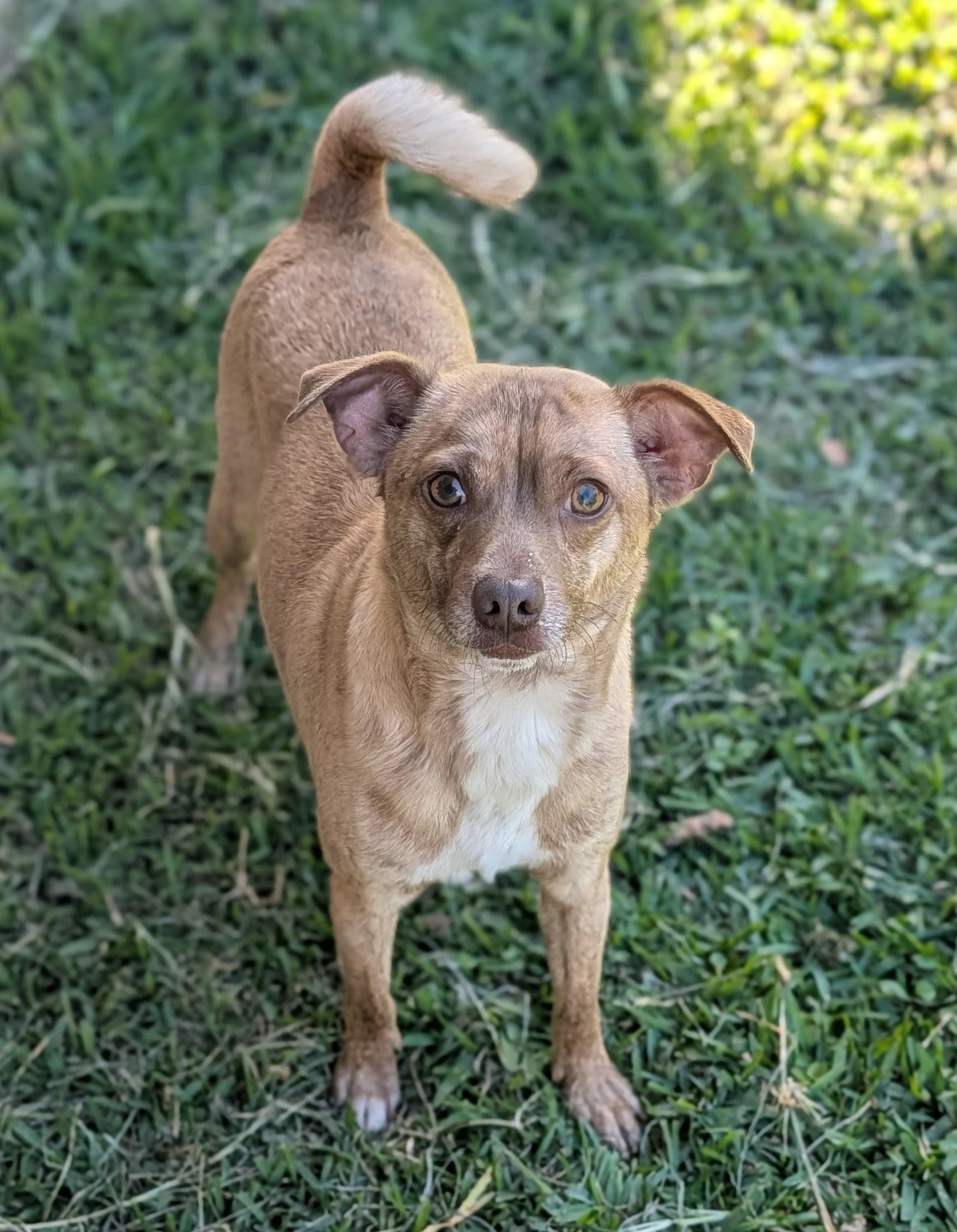 Enlarge Mr Brown, a Adoptable mixed breed in Baton Rouge, LA image 2/6