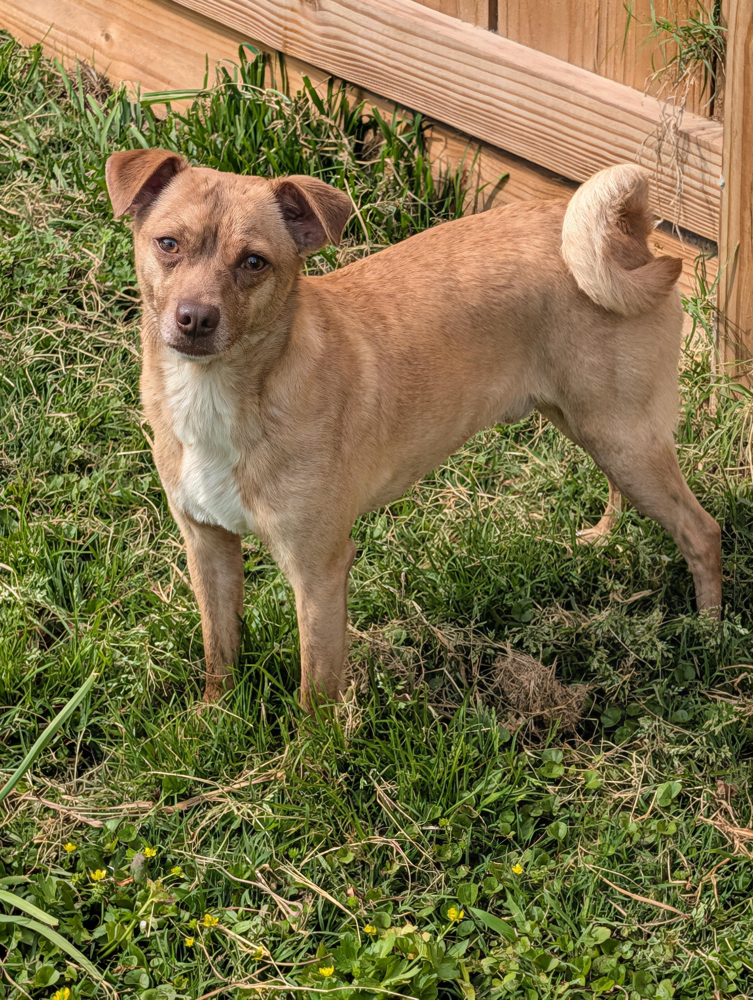 Enlarge Mr Brown, a Adoptable mixed breed in Baton Rouge, LA image 6/6