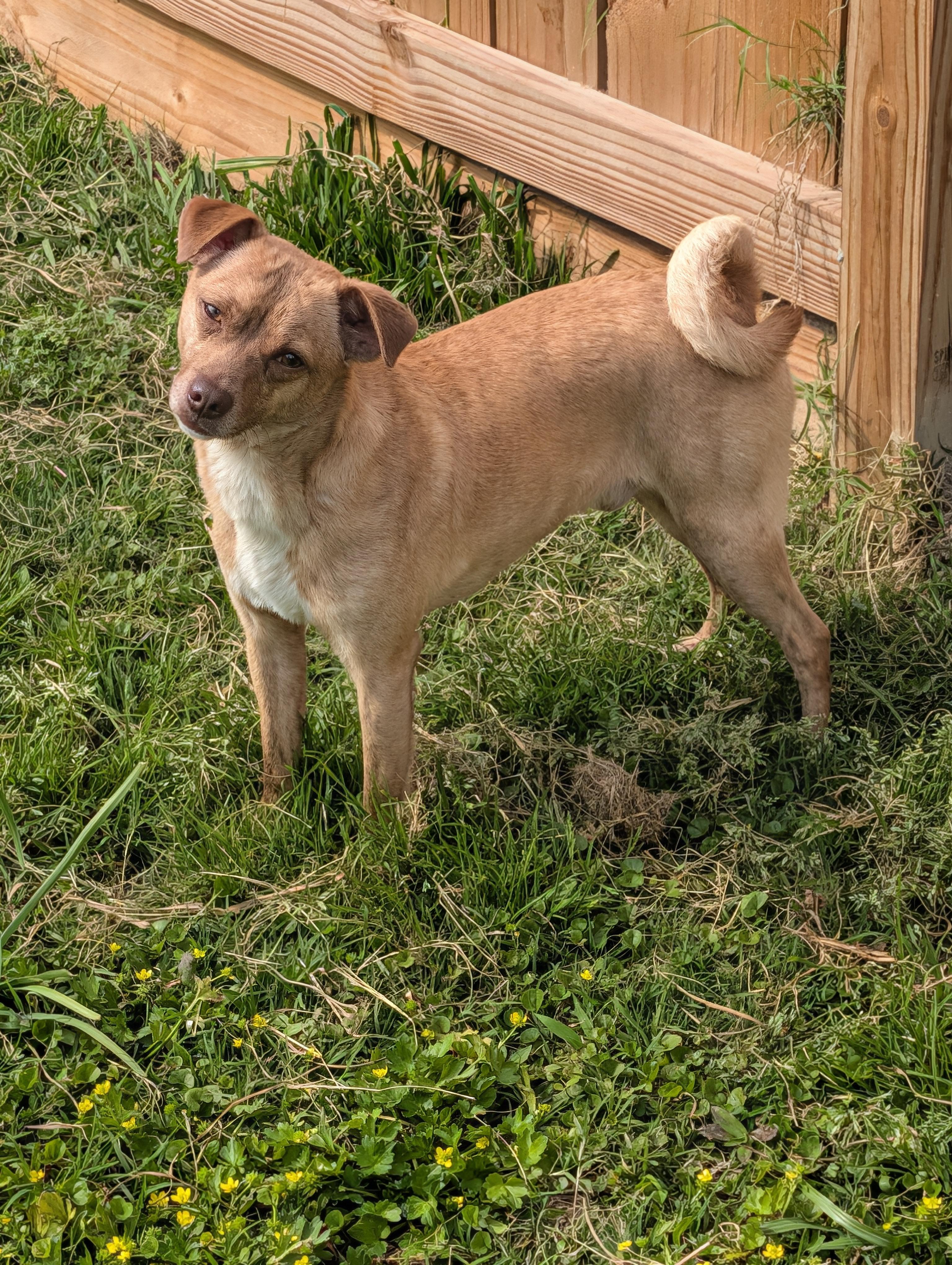 Enlarge Mr Brown, a Adoptable mixed breed in Baton Rouge, LA image 5/6