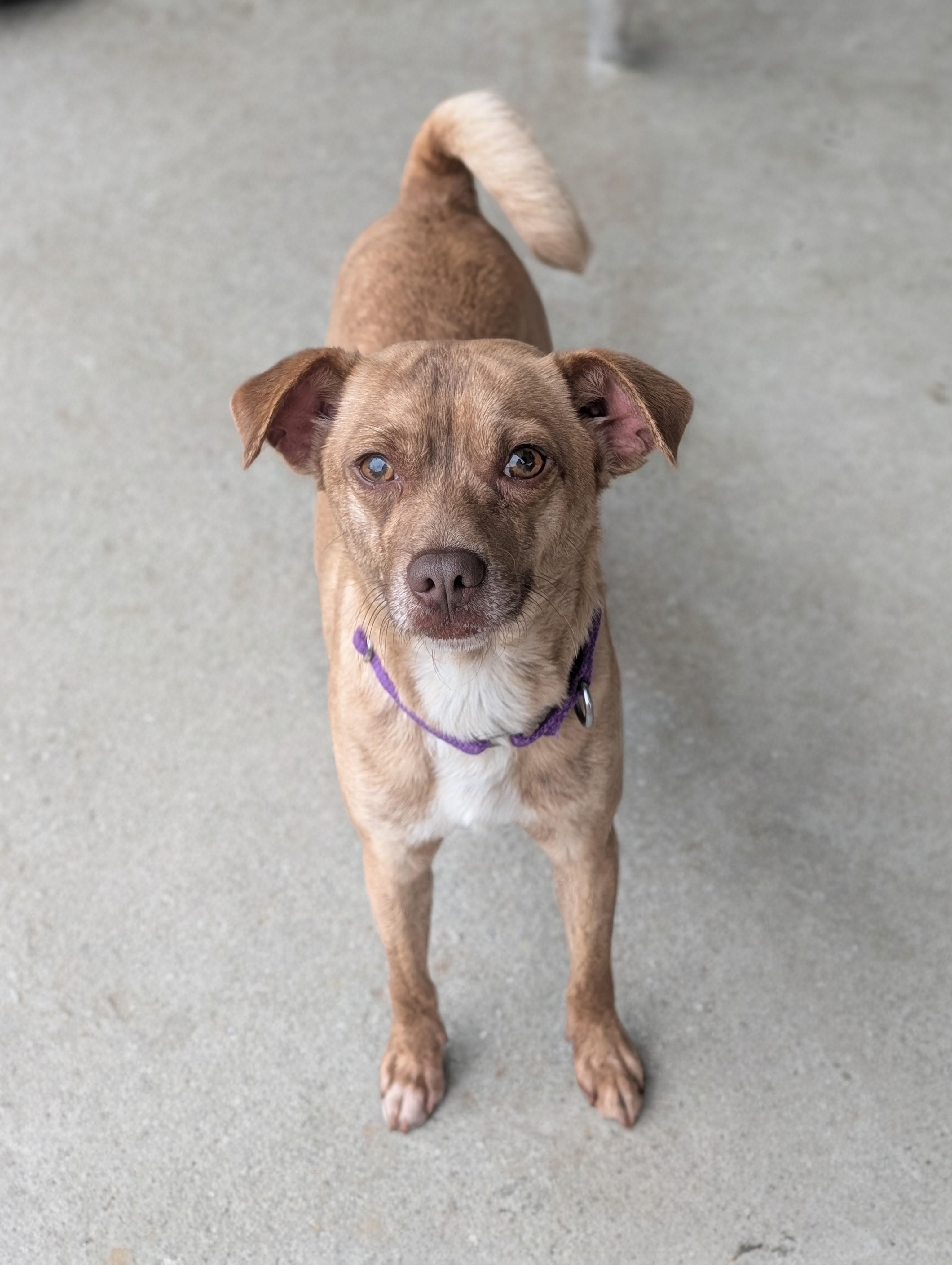 Mr Brown, Adoptable, Puppy Male Rat Terrier & Mixed Breed.