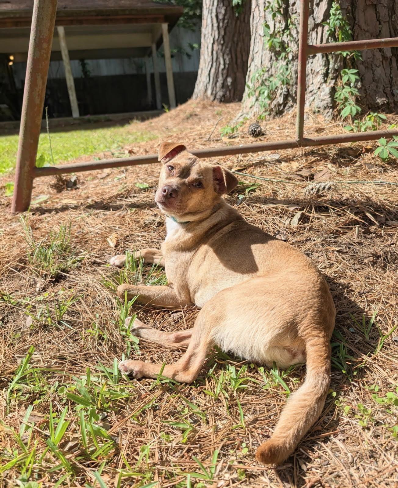 Enlarge Mr Brown, a Adoptable mixed breed in Baton Rouge, LA image 4/6